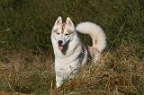 SIBERIAN HUSKY 788